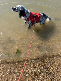 louis the english setter cooling of