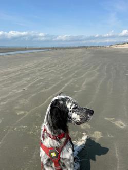 sand is nice for paws