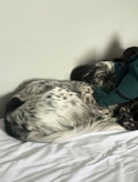 tired English setter