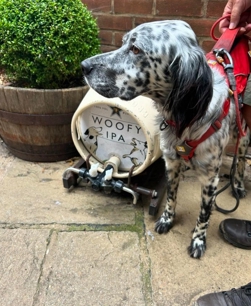 Woofy IPA beer  for dogs from Norfolk